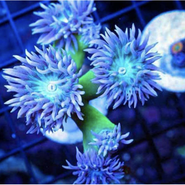 DUNCAN CORAL